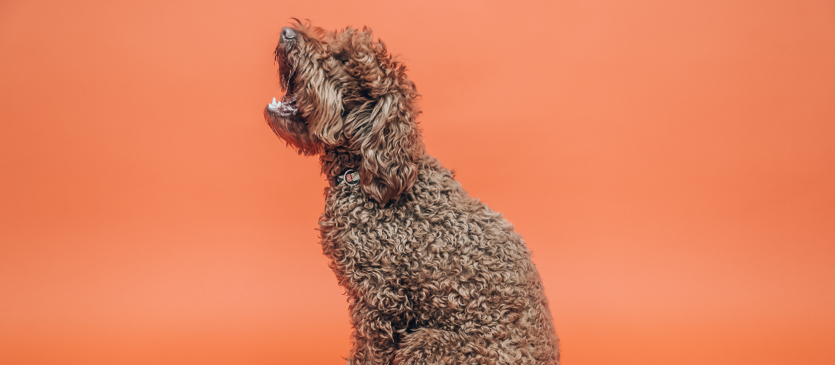 Perros peludos: 5 razas con mucho pelo que te enamorarán