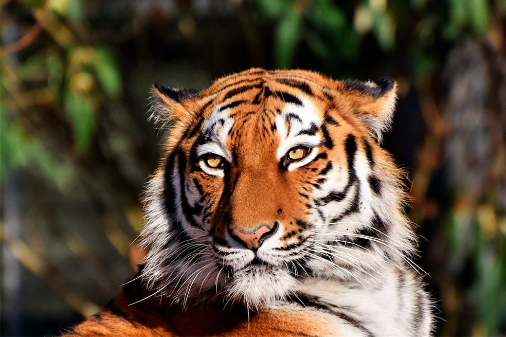 ¡Llegó el Año del Tigre! ¿Qué significa y qué trae para tu signo en 2022?