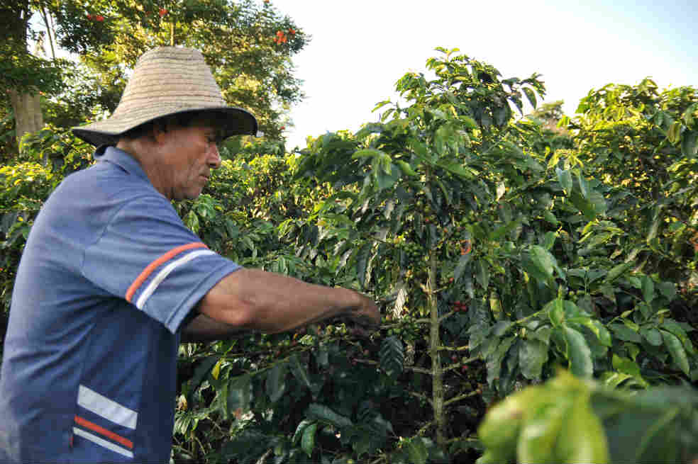 Las complicaciones del entorno cafetero