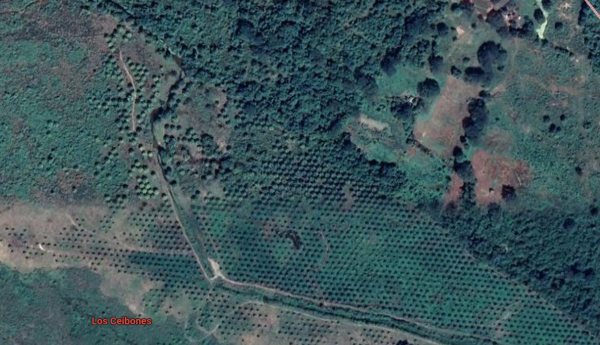 Imagen satelital del cultivo de palma en el predio Ceibones.