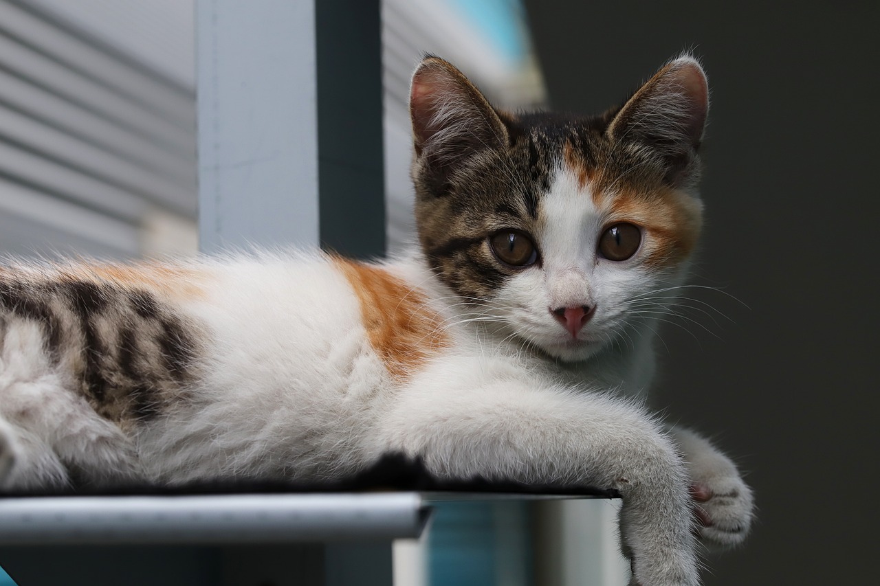 ¿Los gatos también disfrutan de jugar con la pelota? Esto dice la ciencia