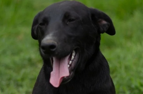A Marqués lo llaman “el perro inadoptable”, pero él sigue esperando una familia