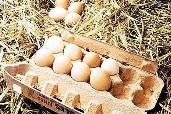 Condenas de hasta 15 años de cárcel para acusados de robo de huevos en Cuba