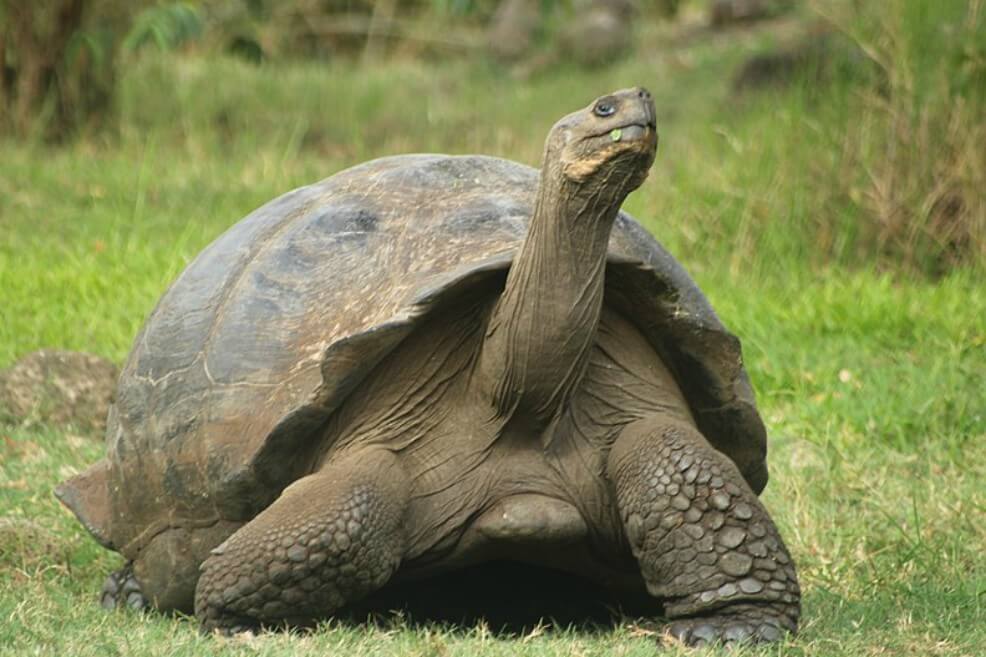 Muere a los 344 años la tortuga más vieja de África