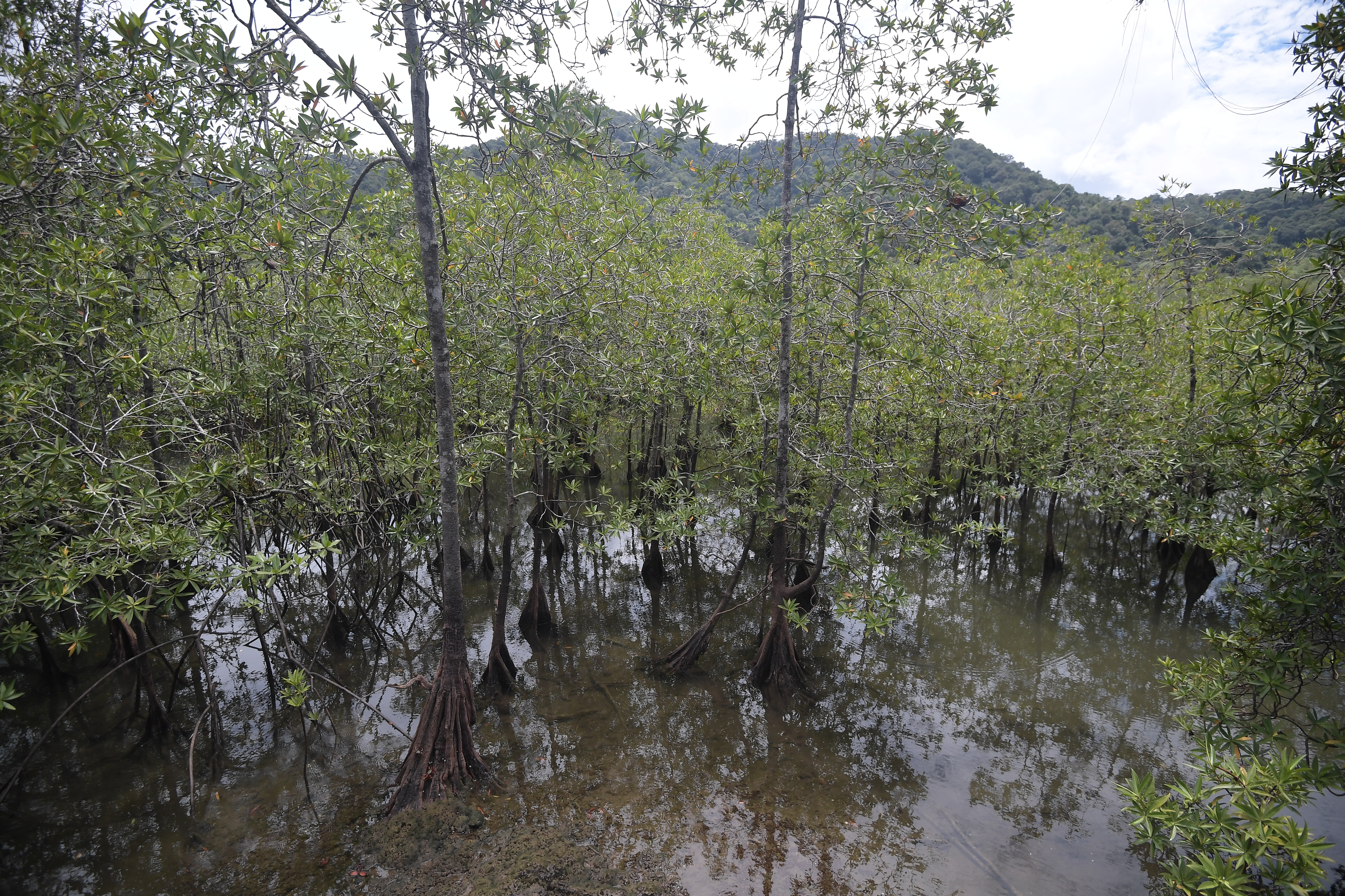 La degradación de los manglares llevaría a que emitan 50.000 % más de carbono