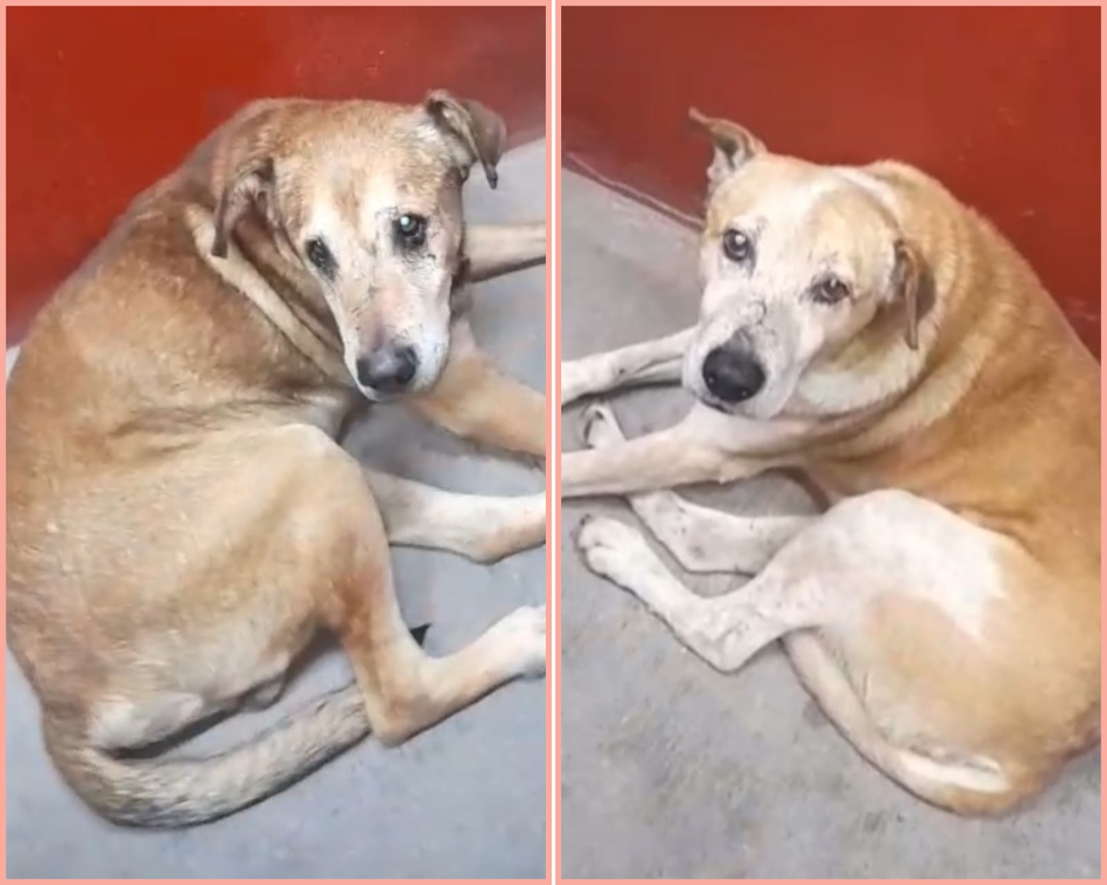Piden ayuda para dos perros callejeros en Bogotá que solo se tienen el uno al otro