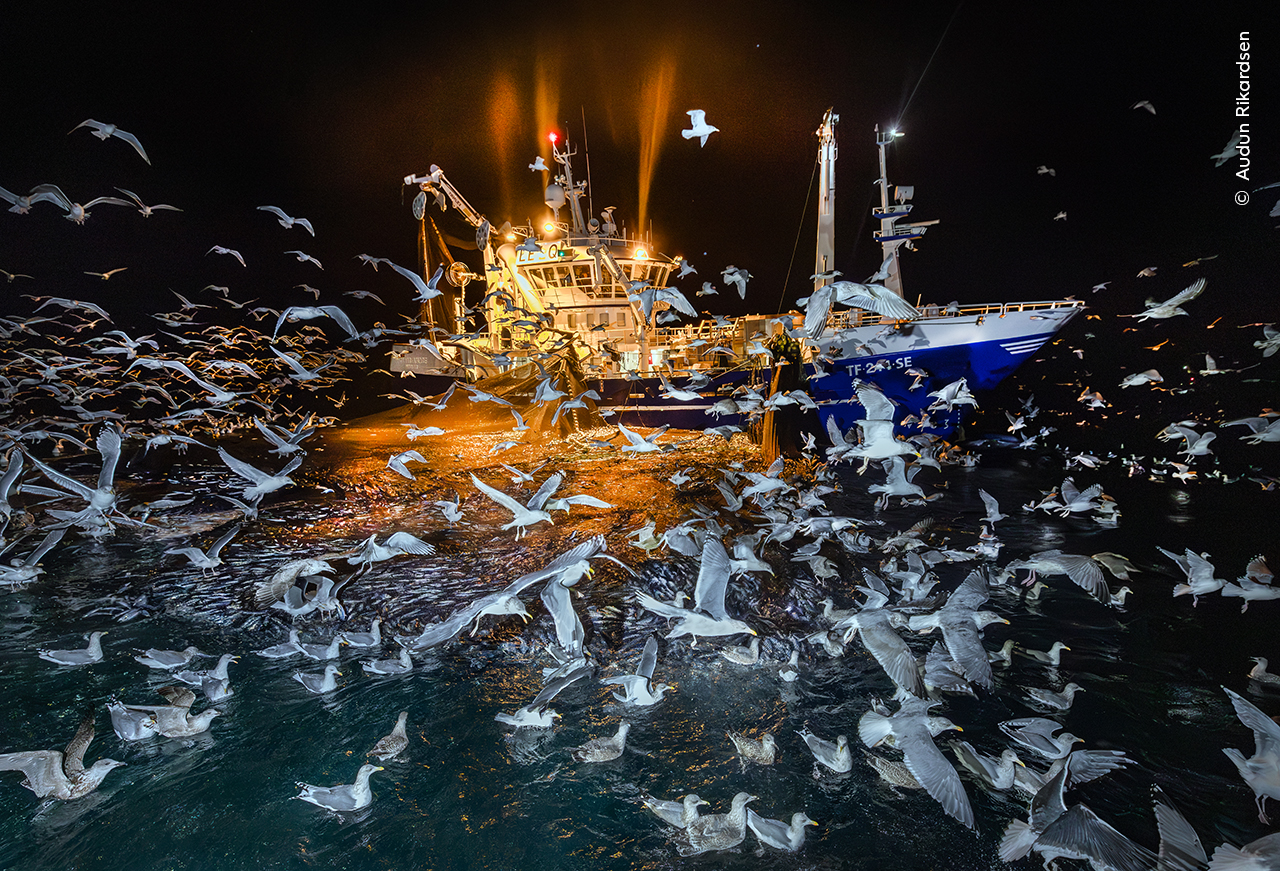 Ganador: Océanos, la gran imagen

Audun Rikardsen (Noruega) presencia la hora de la comida alrededor de un barco pesquero atlántico durante una noche polar en el norte de Noruega. 

Audun logró fotografiar esta caótica escena de gaviotas intentando atrapar peces atrapados en las redes. Las gaviotas han aprendido a seguir el sonido de los barcos para encontrar un festín de arenques. A través de su trabajo, Audun pretende llamar la atención sobre el conflicto existente entre las aves marinas y la industria pesquera.