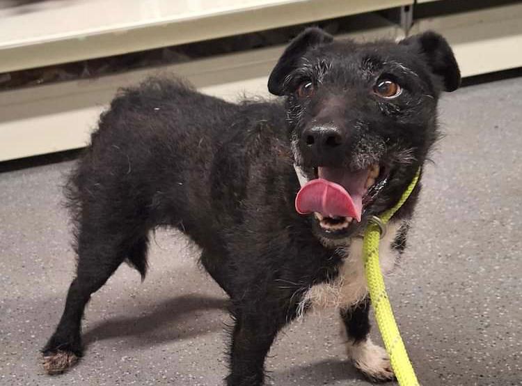 Perrita se perdió 24 horas después de ser adoptada y fue encontrada luego de 7 años