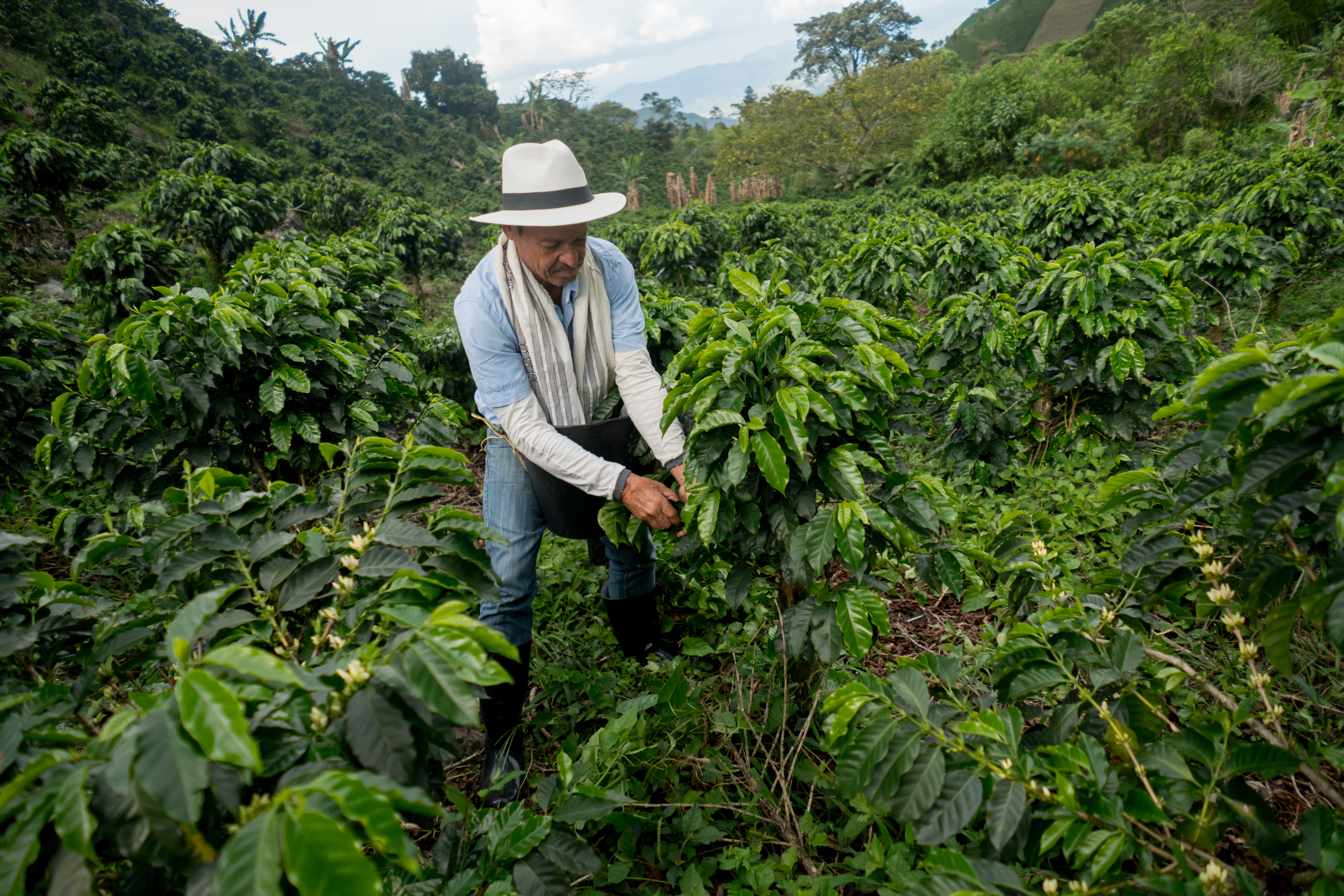 Café colombiano repunta en junio, pero sigue con la producción anual en rojo