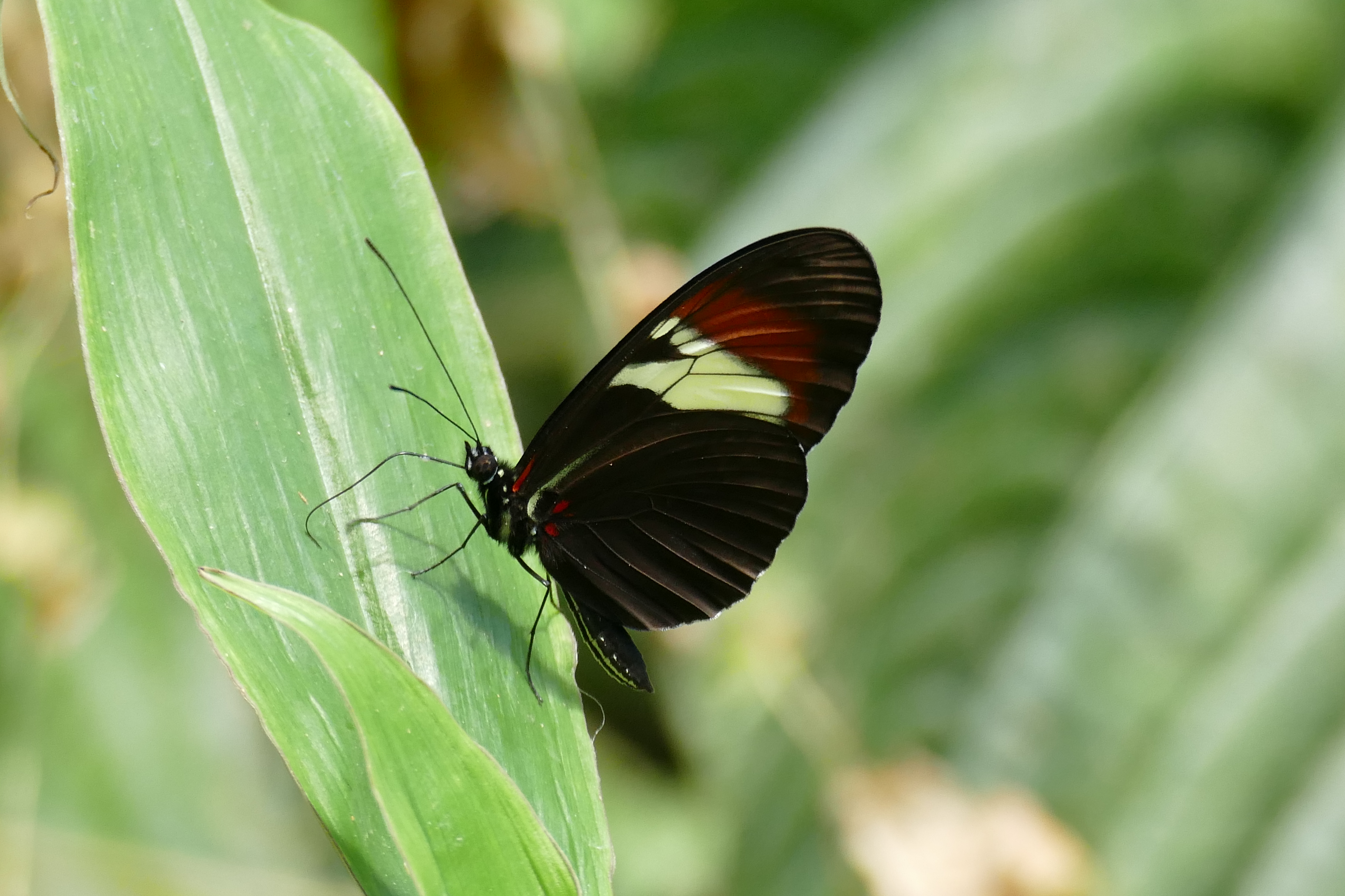 Esta especie habita bosques premontanos y húmedos en el PNN Sierra de La Macarena, y en Villavicencio en el departamento de Meta, y bosques cerca al río Guavio, río Negro y Medina en Cundinamarca.
