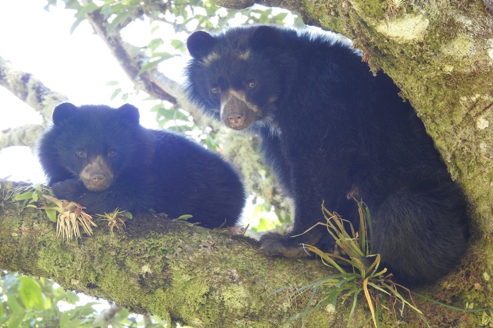 Día Internacional para la Protección de Osos en el Mundo: ¿cuál es su importancia?