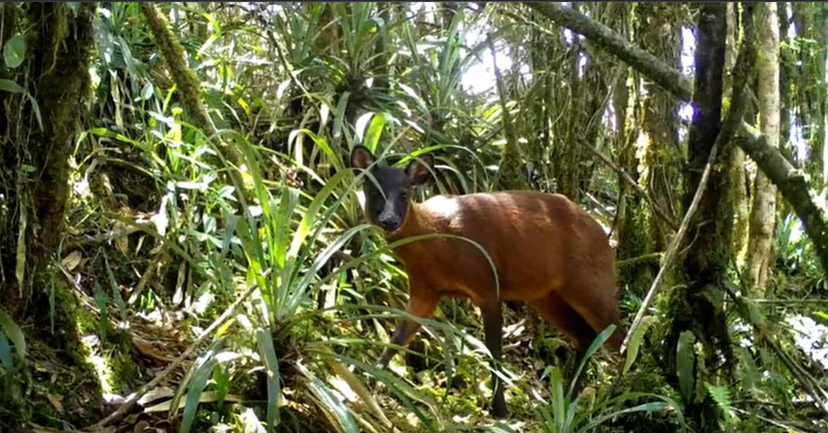 En vídeo: avistan a una particular especie de venado en Murillo, Tolima