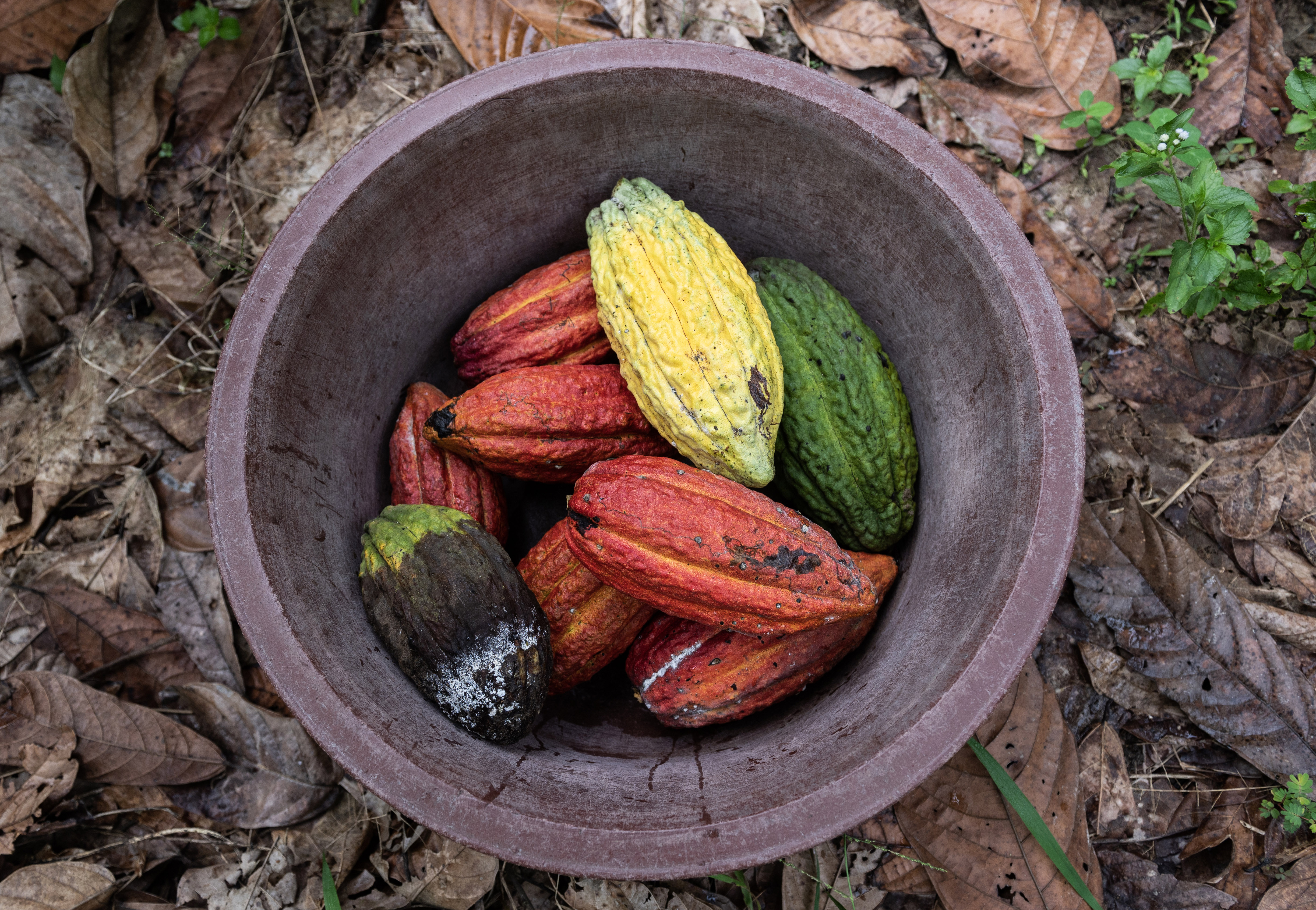 Un grano con futuro: el panorama de la producción del cacao en Colombia