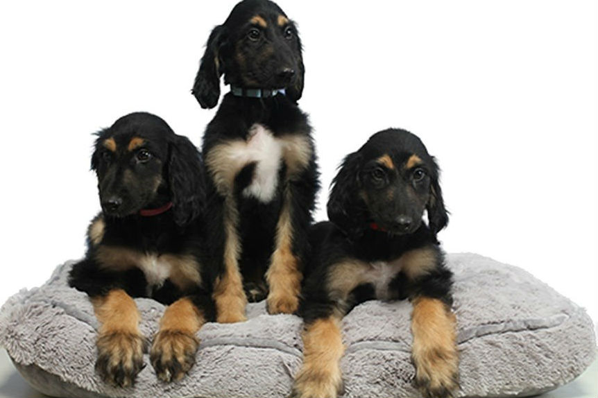 Primer perro clonado del mundo, reproducido en tres clones