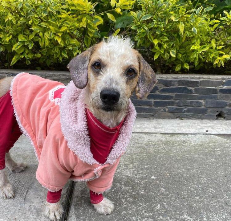 Adopte una mascota: estos perritos buscan un nuevo hogar en Bogotá