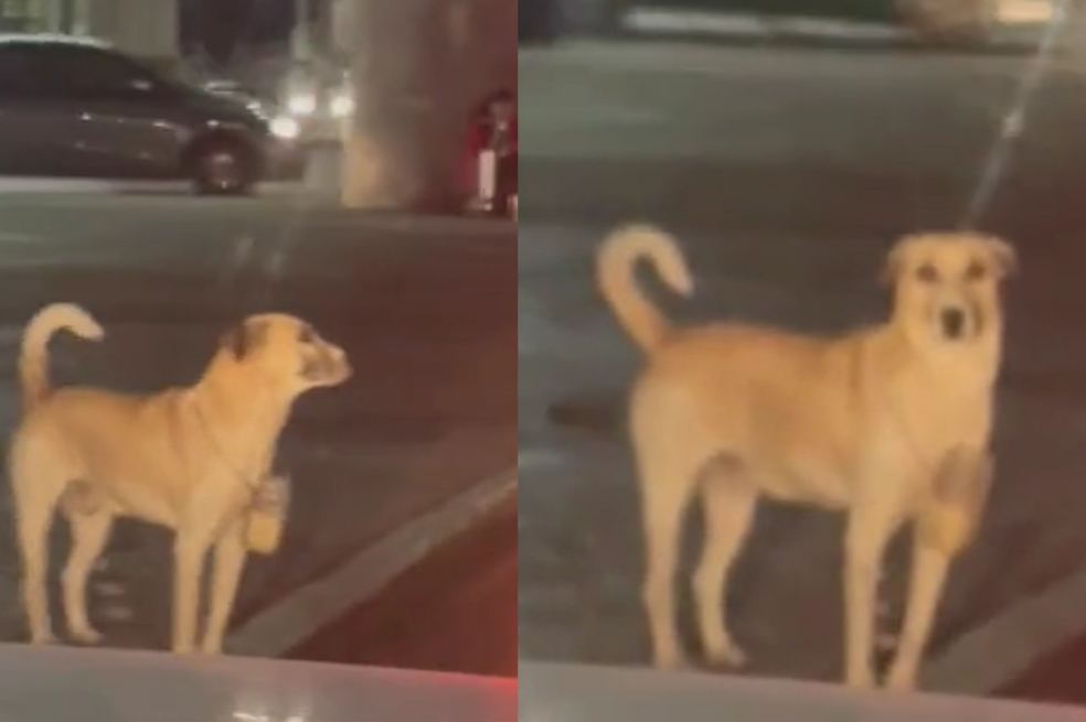 En video: perro pide dinero en un semáforo y conmueve a las redes sociales