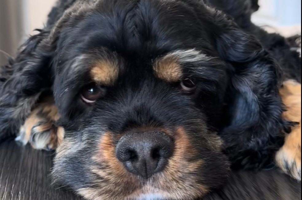 Perrita protagonizó tierno gesto al ver la foto de su amiga fallecida