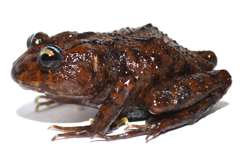 La rana Lynchius megacephalus fue localizada en la cordillera andina del sur de Ecuador, en páramos del Parque Nacional Yacuri. / EFE