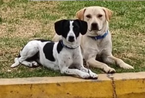 Dos perritas inseparables que viven en una gasolinera necesitan un hogar urgente
