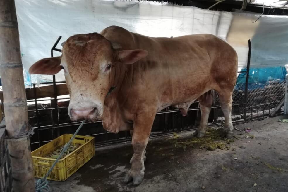 Encontraron a Lagrimón, el toro del “Tino” Asprilla