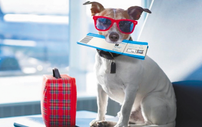 Estas son las razas de perros que no pueden viajar en un avión