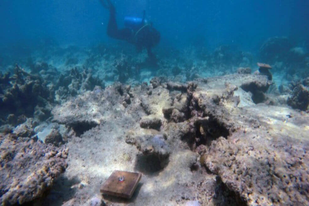 El cambio climático impide que la Gran Barrera de Coral se recupere