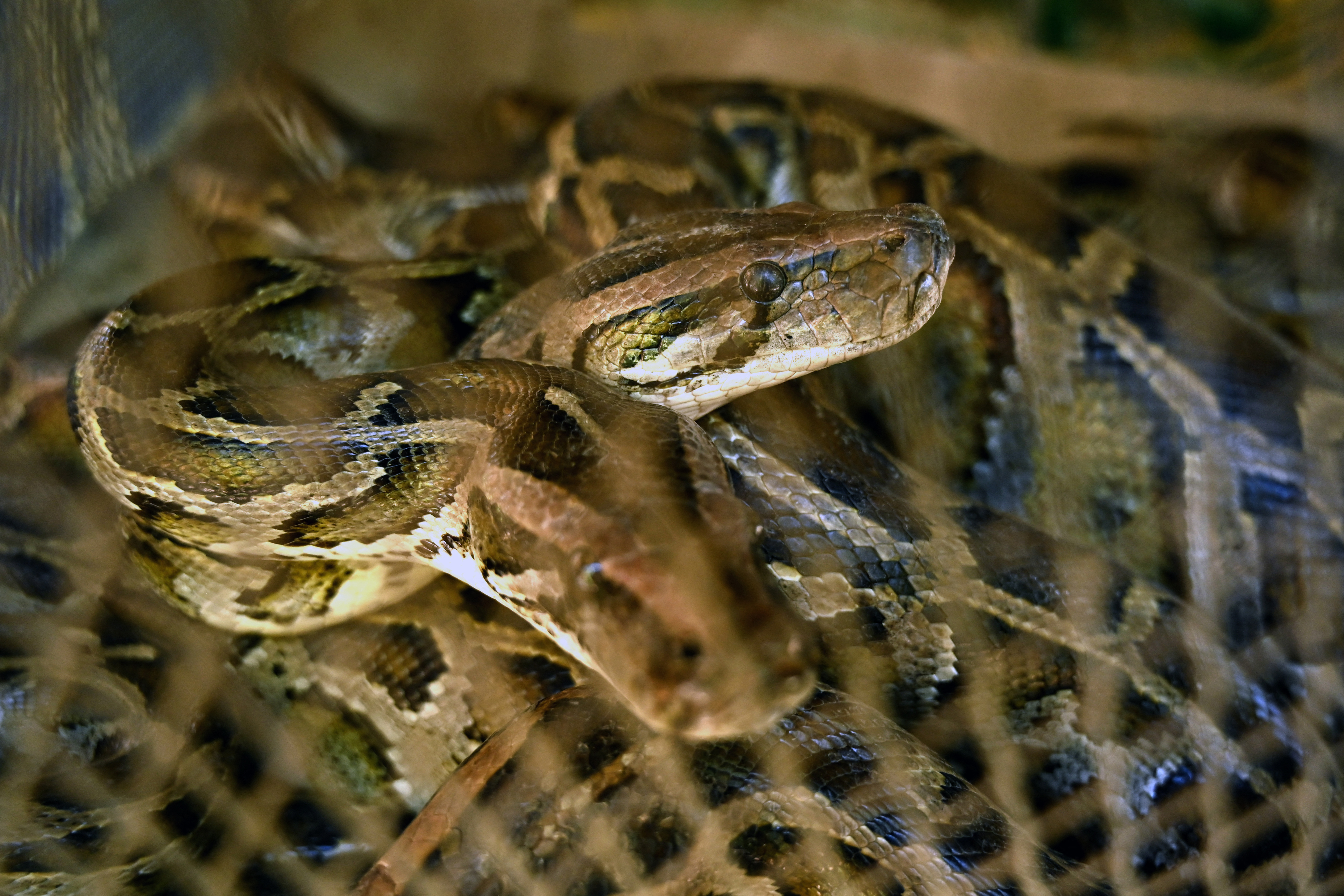 ¿Hay cobras en su casa? Llame al escuadrón antiserpiente de Birmania