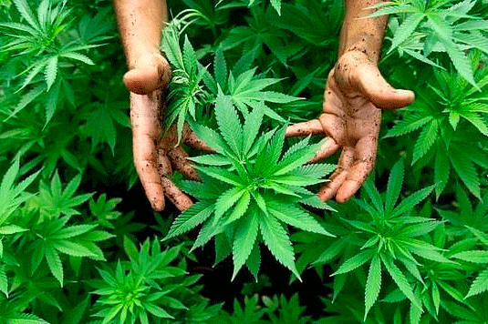 Florida autoriza cultivo de marihuana para cosméticos y descarta uso medicinal
