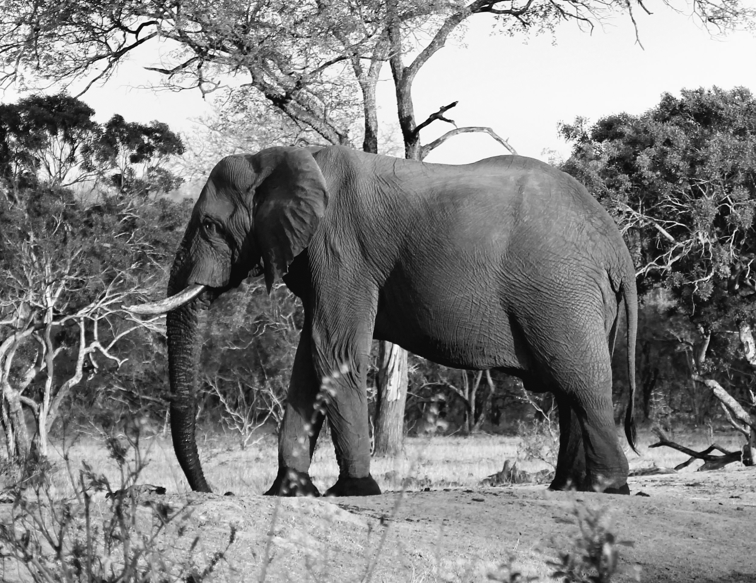 Crean el primer atlas de mamíferos vivos y extintos por los humanos