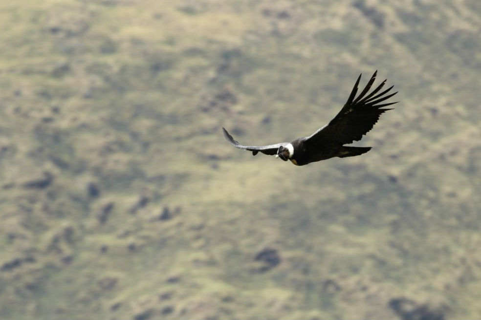 Bolivia tiene el parque con mayor biodiversidad del mundo