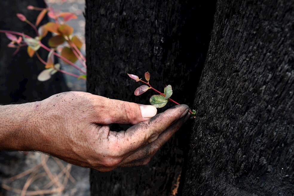 Empieza a crecer nuevamente la vegetación en Australia tras devastadores incendios