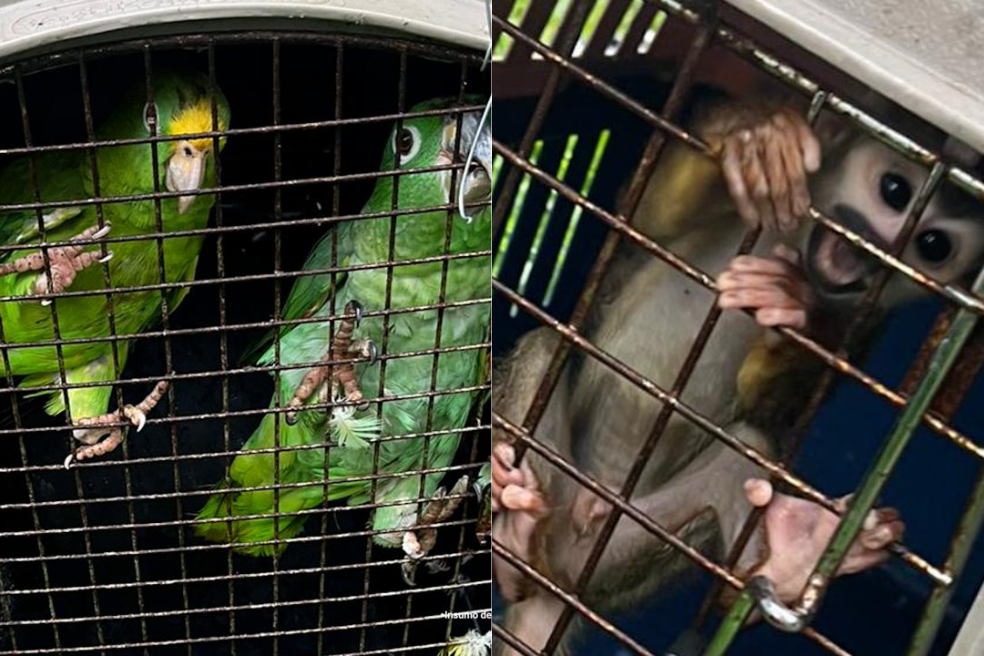 A la cárcel influencer señalado de usar animales en condiciones precarias en su contenido