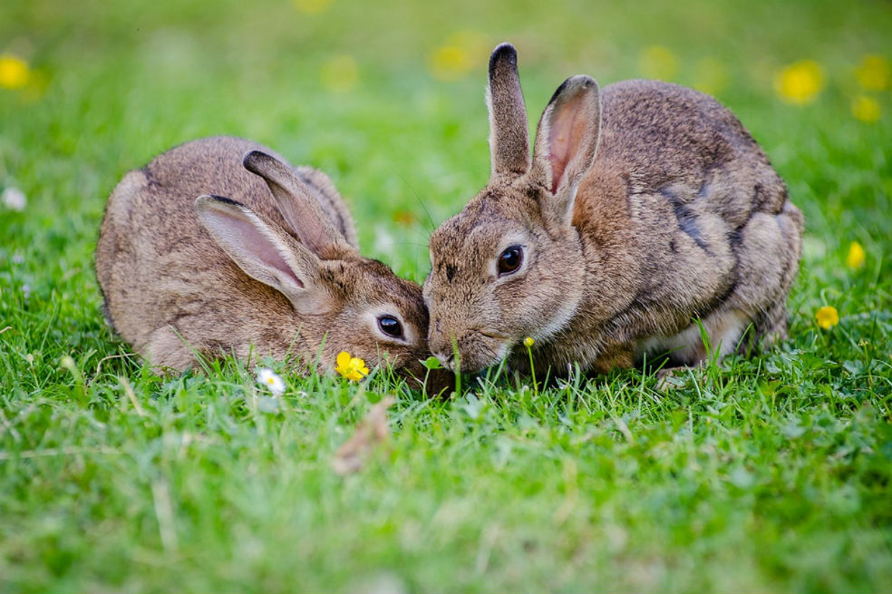 Congreso prohíbe las pruebas cosméticas en animales