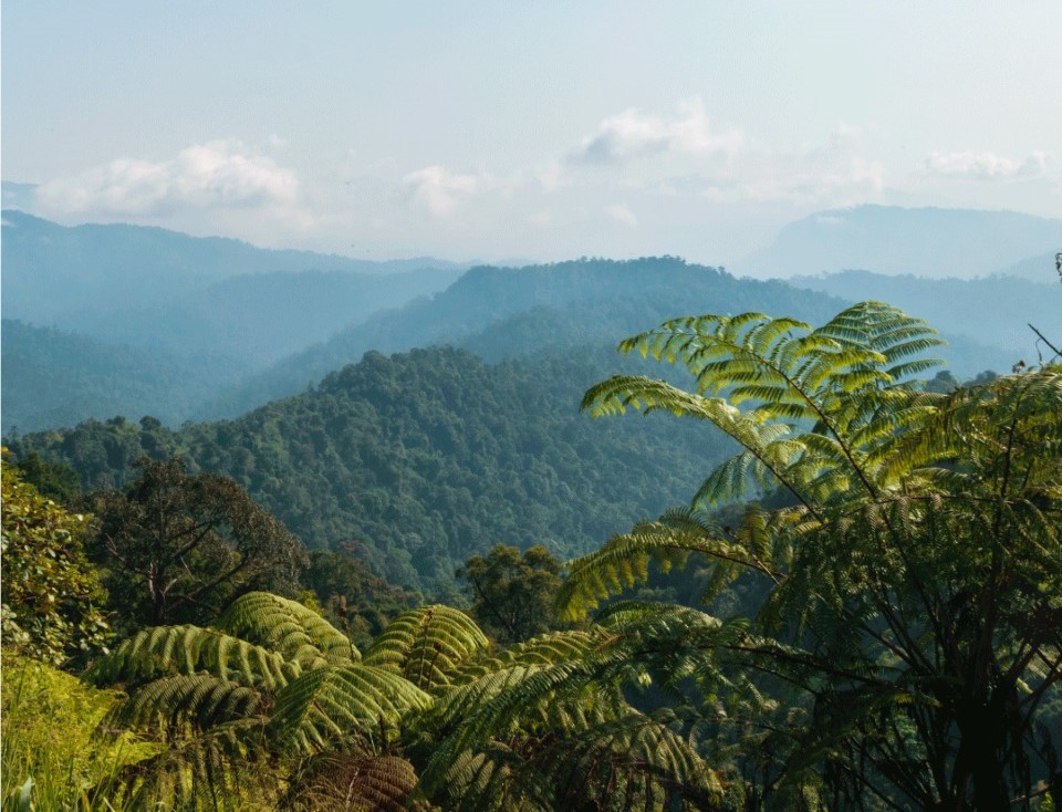 Ser carbono neutro para construir un futuro más verde