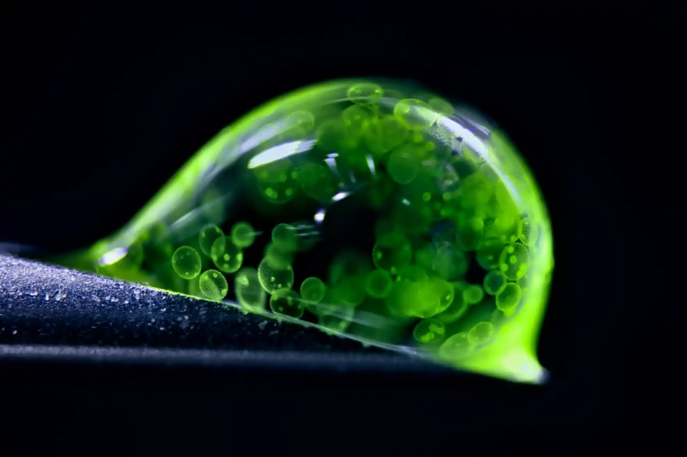 Dr. Jan Rosenboom ocupó el segundo lugar del concurso. En su fotografía se observan a unas algas coloniales (Volvox) sobre una gota de agua. Estas son un género de algas verdes que forman colonias esféricas de hasta 50.000 células.