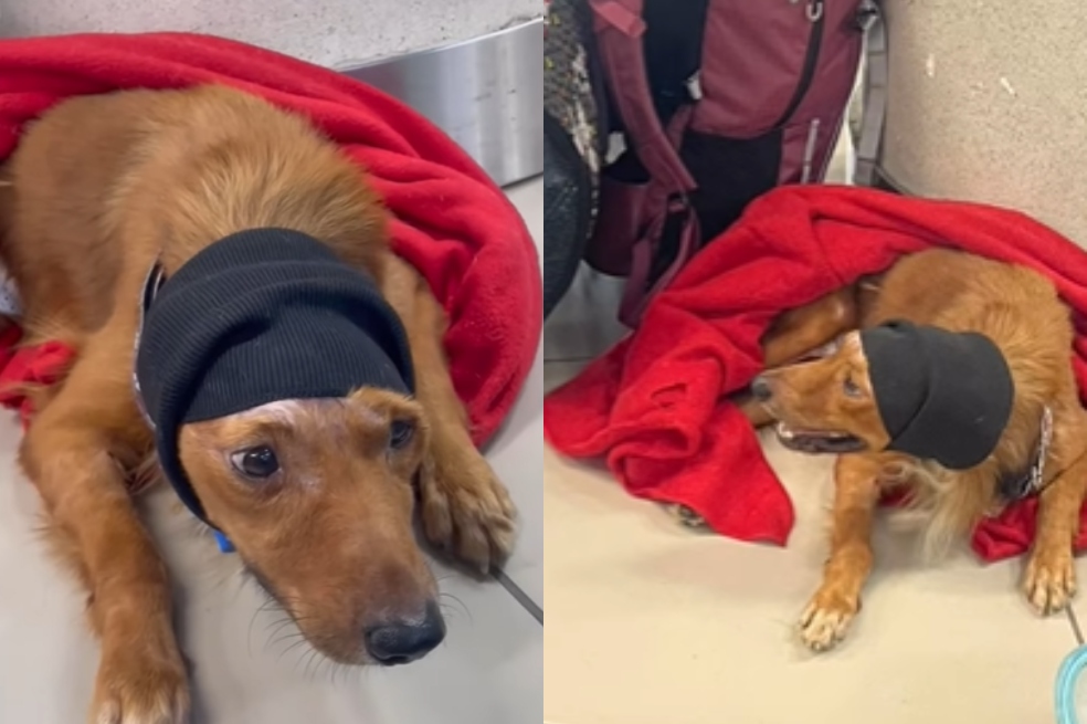 (Video) “Lamentamos el malentendido”: Wingo se pronuncia tras caso del perro Alvin