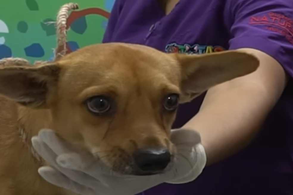 Video: amarran a perro en un poste de luz por hacer sus necesidades cerca de una casa
