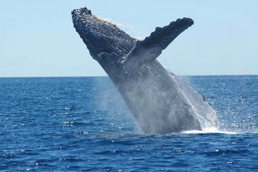 El animal que sería una posible solución para el cambio climático