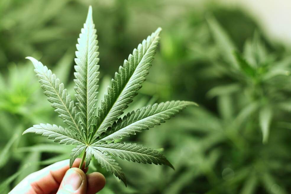 Colombia fortalecerá su posición como productor de cannabis, tras acuerdo empresarial
