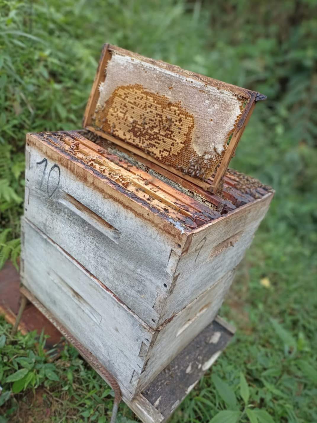 Así es como la apicultura está impulsando la conservación de la Sierra Nevada de Santa Marta.