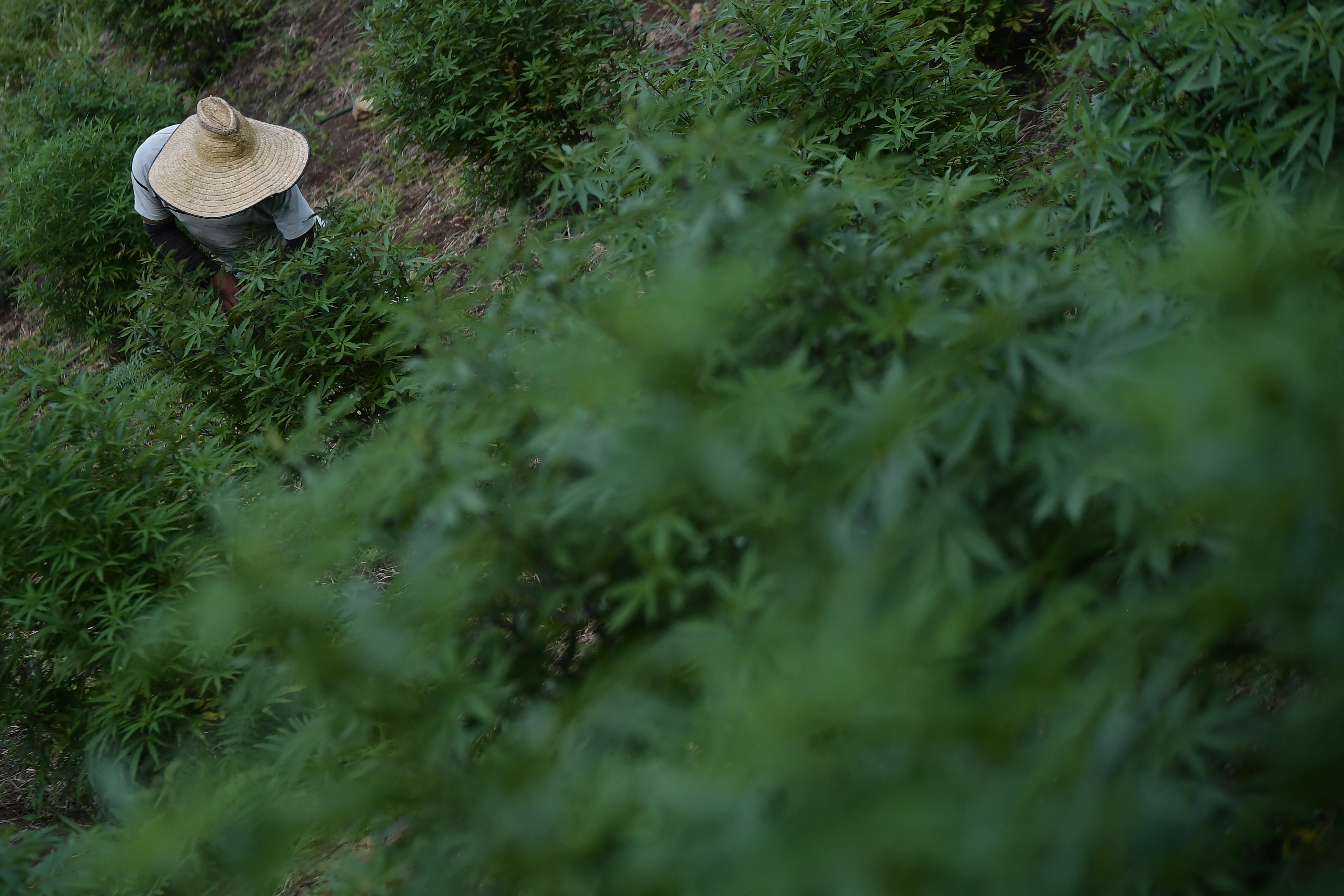 Aprobado en primer debate el proyecto que regula cannabis para mayores de edad
