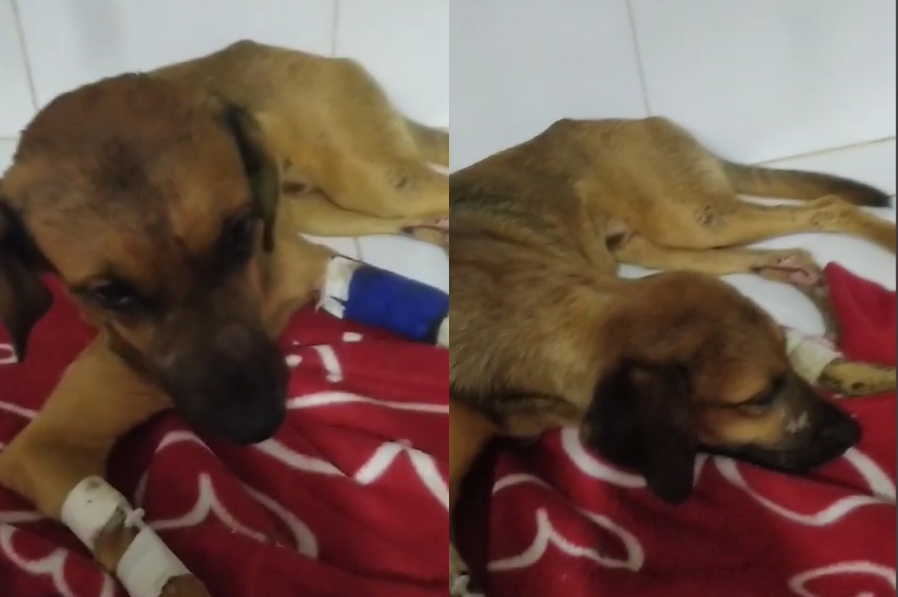 En video: perro fue envuelto en una bolsa y arrojado a un río en Villavicencio