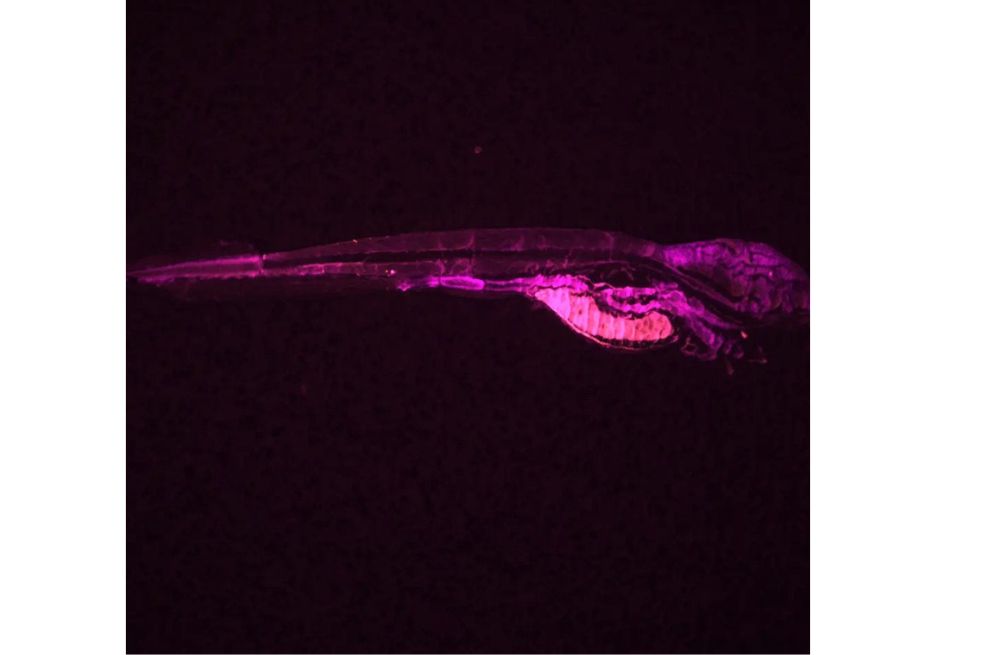 En esta imagen, los investigadores han etiquetado fluorescentemente al sujeto, dándole un sorprendente contraste con la penumbra.