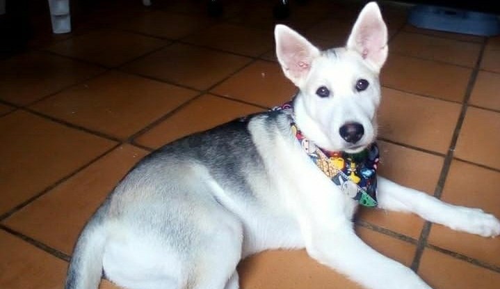 Archie, el perro que, al parecer, murió envenenado por su vecino en Villavicencio