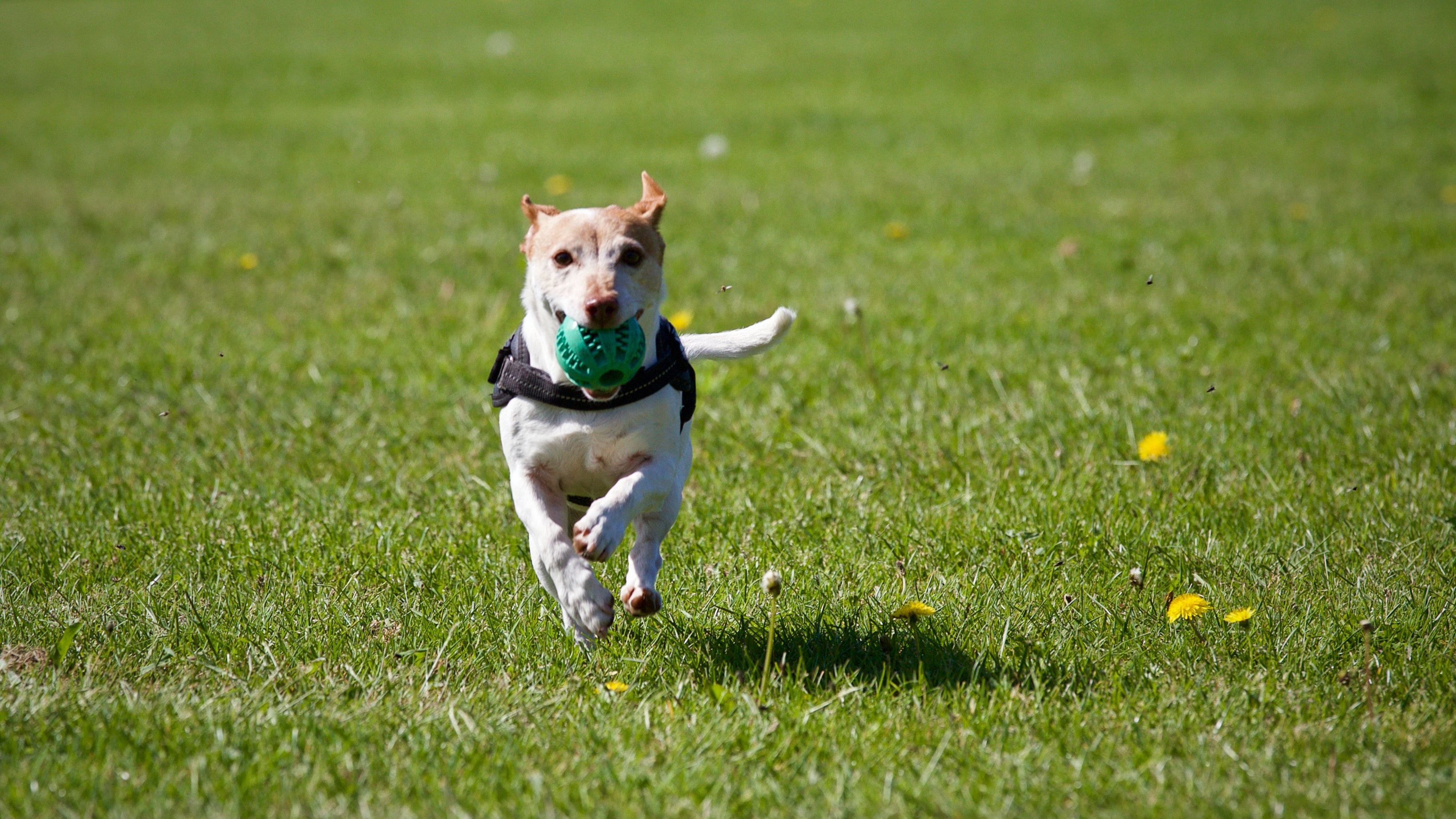 Recomendaciones para hacer canicross, el deporte en el que los perros corren