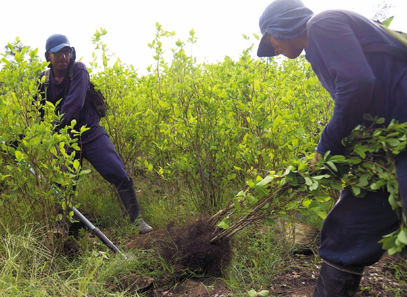Ordenan suspender erradicación de cultivos en territorios afro e indígenas de Nariño