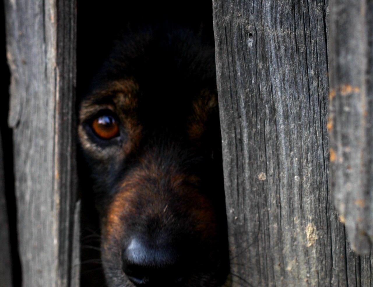 Zoofilia o actos sexuales con animales: tipo de maltrato que no se puede denunciar