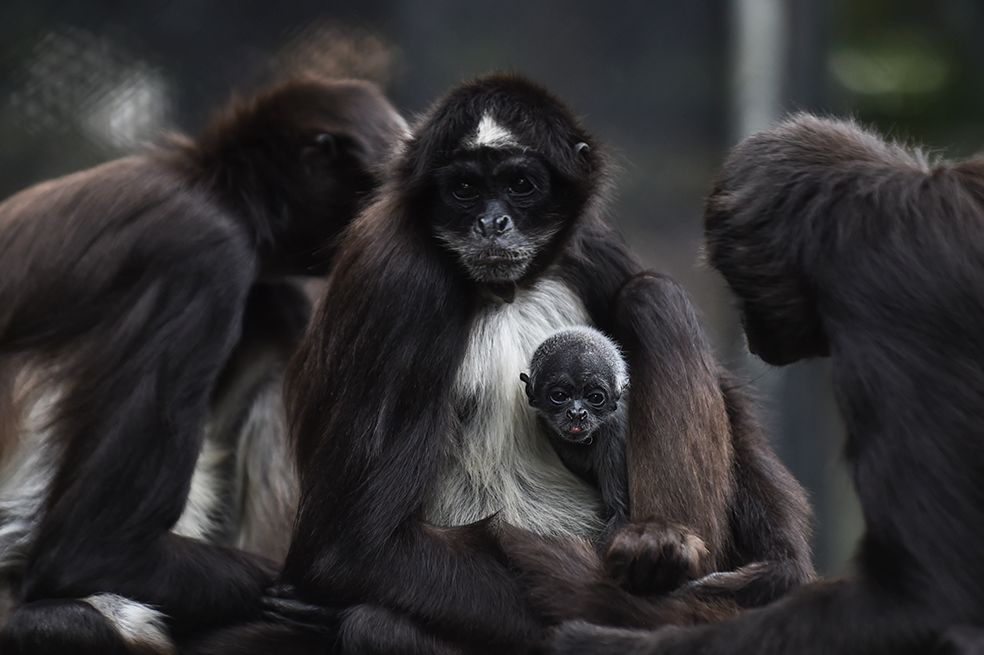 Estudio de madres mono y sus crías revive debate sobre pruebas en animales
