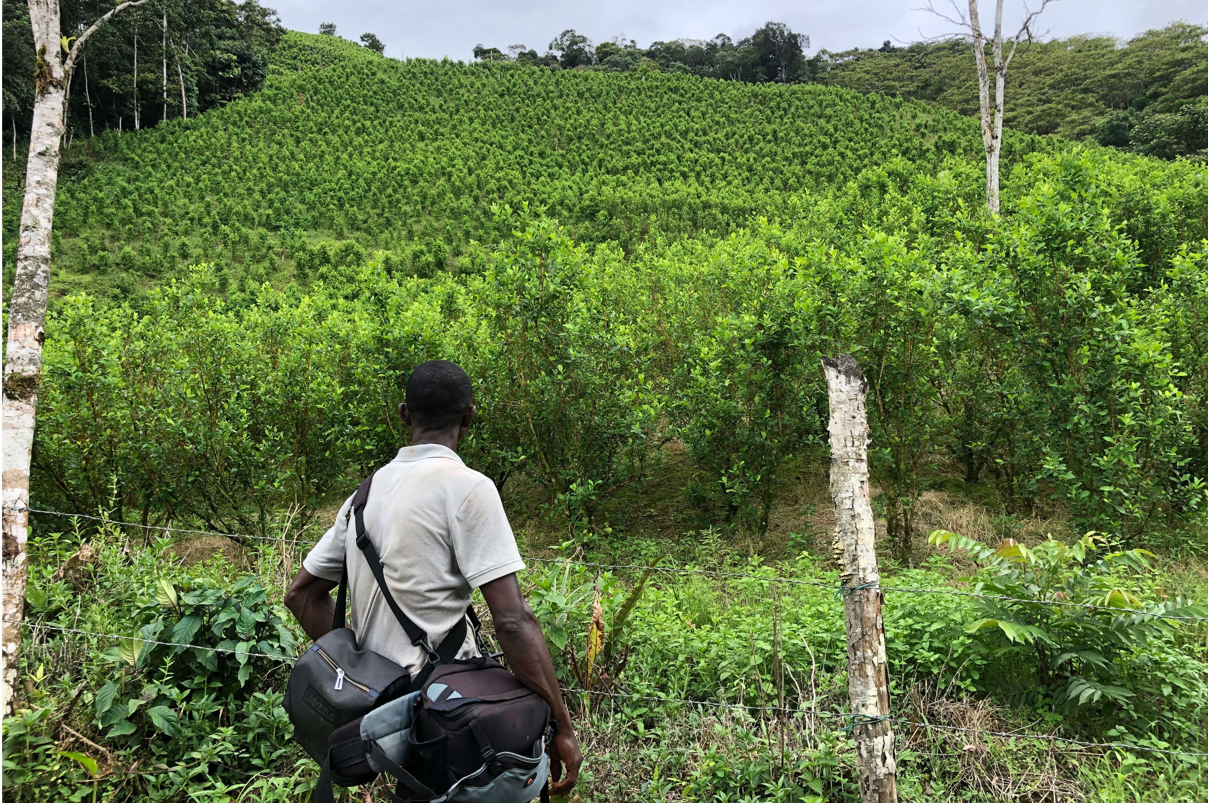 Formalizar la tierra no reduce siembra de cultivos de coca, según académicos