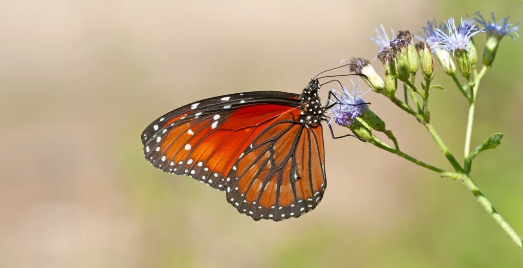 Hallaron la evidencia más antigua de mariposas y polillas en excremento fosilizado